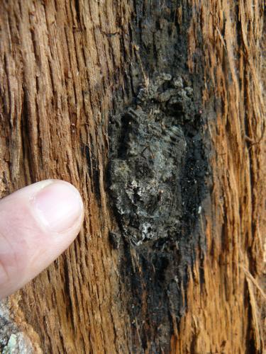 Oak wilt fungal spore mat