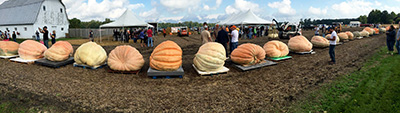 Pumpkins lined up.