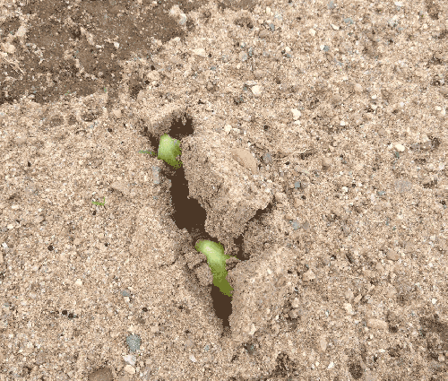 pumpkins germinating in field