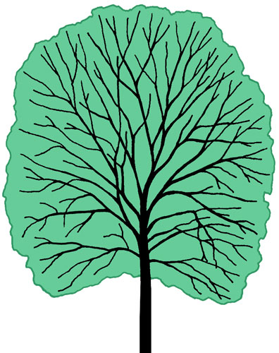 Quercus coccinea shape