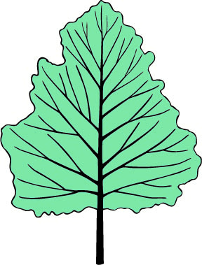 Quercus ellipsoidalis shape