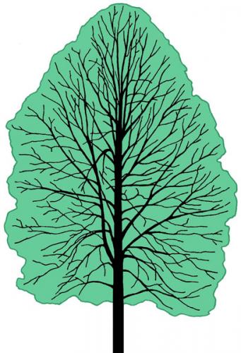 Quercus macrocarpa shape