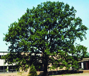 Quercus bicolor