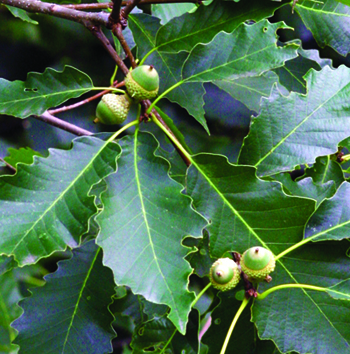 Quercus muehlenbergii