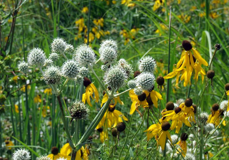 Prairie native rattlesnake master (with greenish-white flowers) in this mid-summer garden.