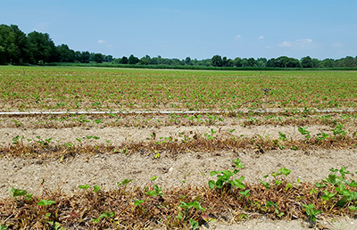 Strawberry field.