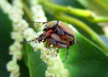 Rose chafer mating