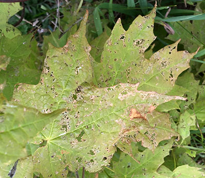 Close-up photo of a a leaf with holes in it.