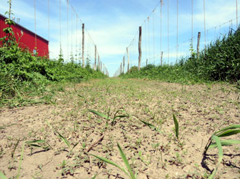 Rye, peas and clover