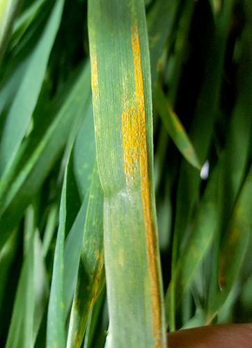 stripe rust