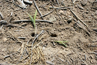 Sandhill crane damage