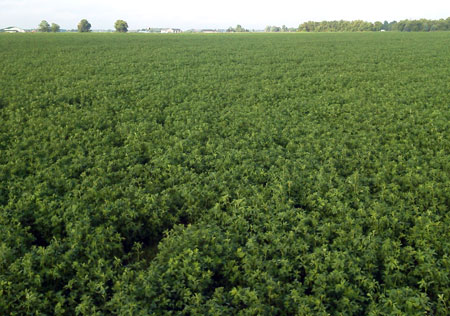 Second cutting alfalfa