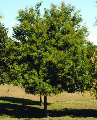 Japanese Pagodatree