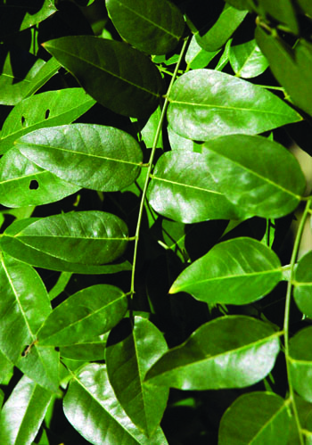Styphnolobium japonicum "Regent" leaves