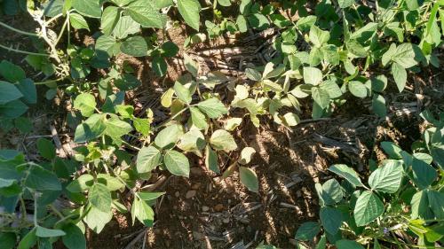 Spider mite hotspot in soybeans.