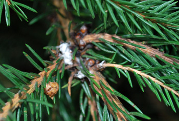spruce budscale white