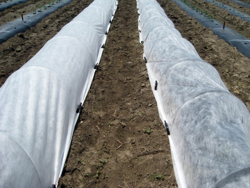 Row Covers For Frost Protection And Earliness In Vegetable