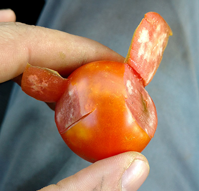Stinkbug damage on tomato.