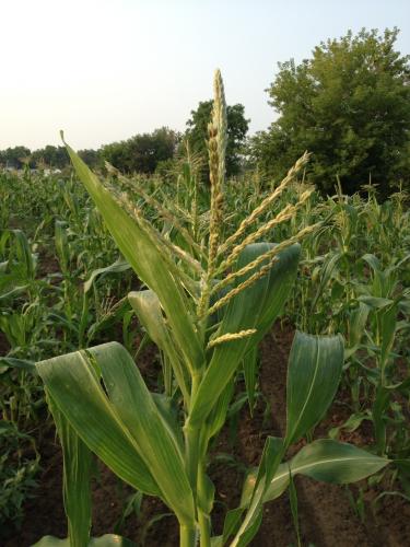 Sweet corn tasseling