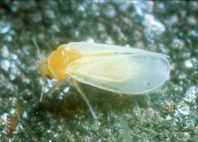 Closeup of a sweet potato whitefly on a leaf.