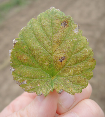 Twospotted spider mite damage