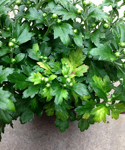 Blotchy chlorosis and angular necrosis. 