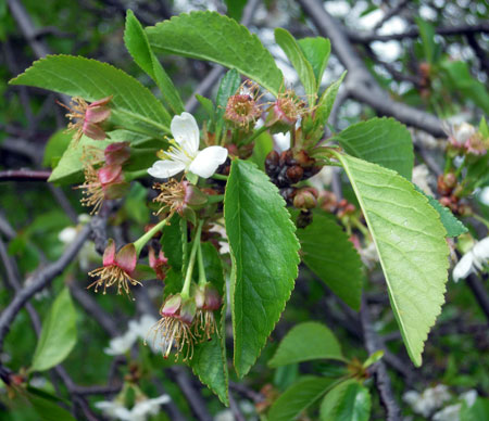 Tart cherries in shuck