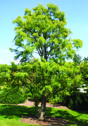 Taxodium distichum