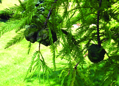 Taxodium distichum "Pendens"