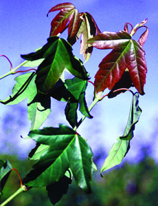 Trident Maple leaves