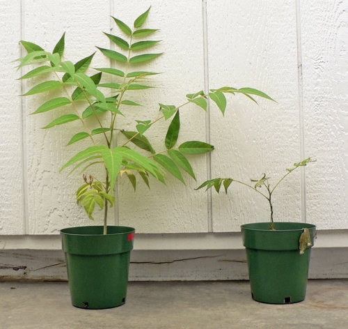 Verticillium innoculated Ailanthus altissima seedling (right) and control seedling (left)