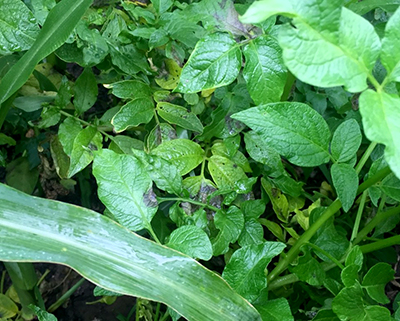 Volunteer potato plants.