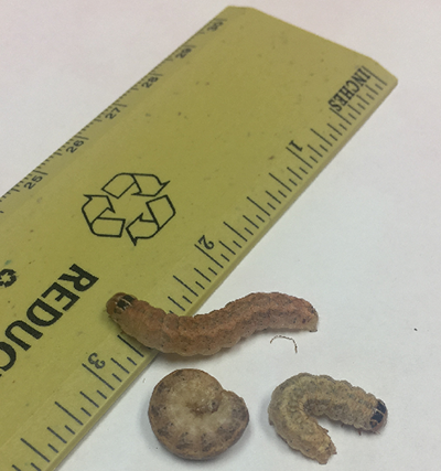 western ben cutworm