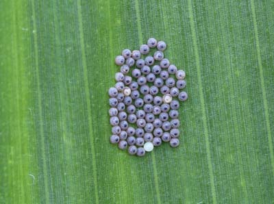 Western bean cutworm eggs