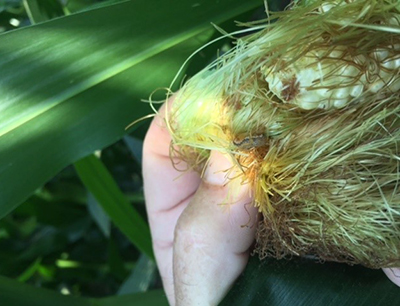 western bean cutworm in ear