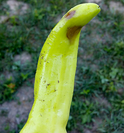 Blossom end rot on pepper.