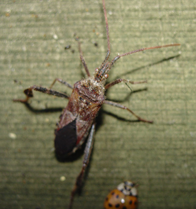 Western conifer seed bug