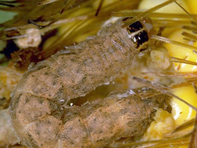 western bean cutworm csu