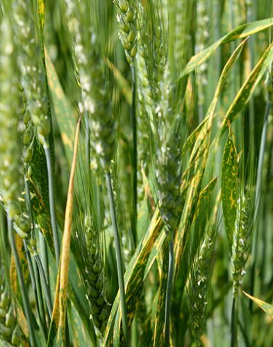 Stripe rust on wheat flag leaves.