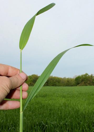 Wheat in the boot stage