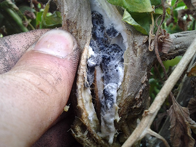 white mold sclerotia