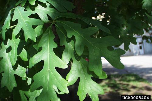 white oak wilt