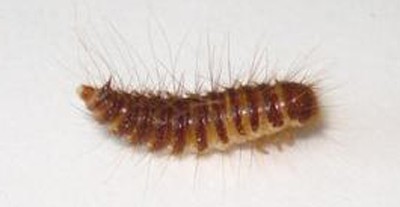 aderm larva