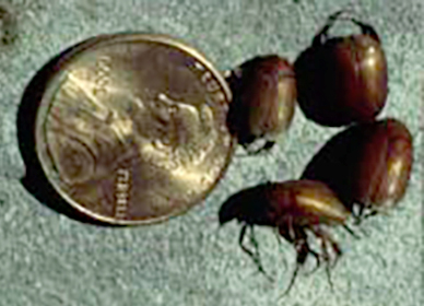 What Are All Those Little Brown Beetles On The Porch Msu Extension