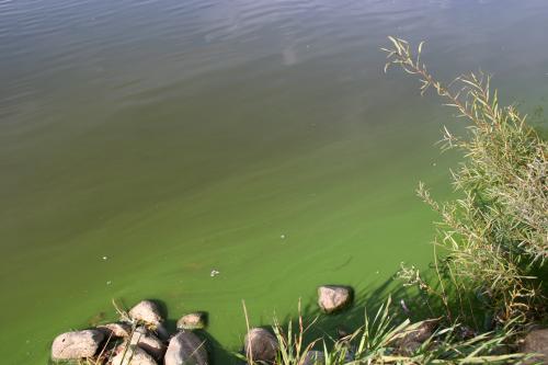 Algal Bloom