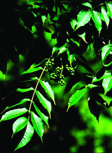 Amur Corktree leaves