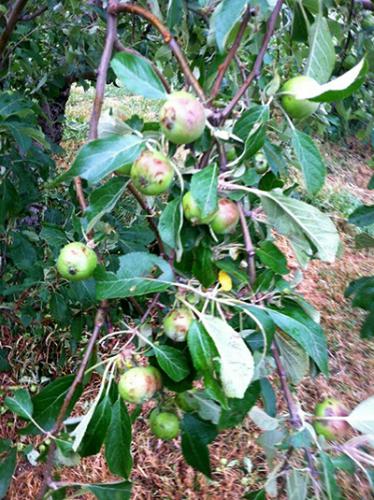 Hail damage on apple fruit leaves and stem.