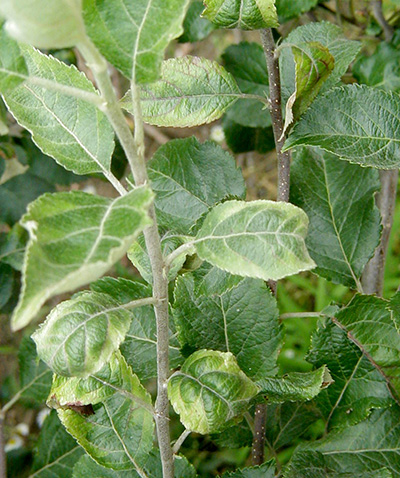 "Hopper burn" on young apple leaves.