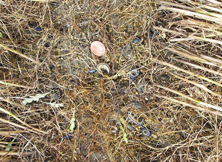 Armyworms and clipped heads