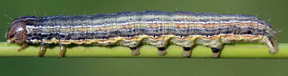 army worm